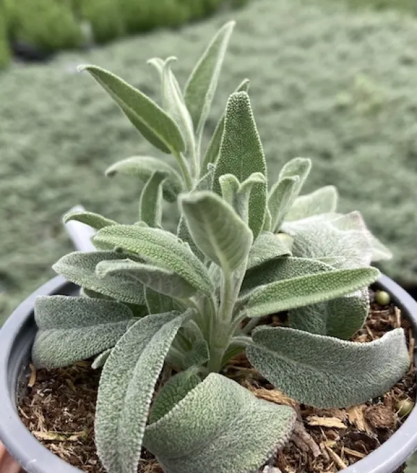 Narrow-leaved Sage